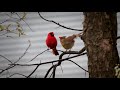 Loves in the Air -- Cardinal Mating 4k