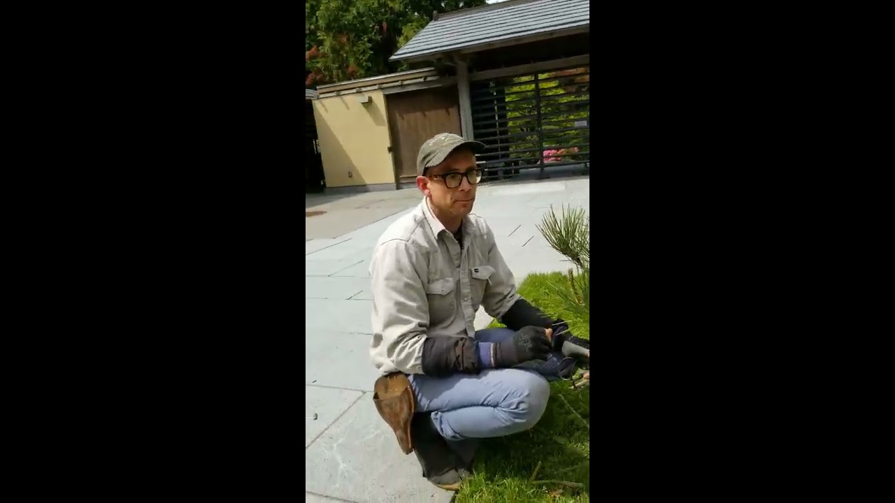 Pine Pruning in the Seattle Japanese Garden