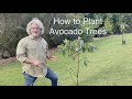 How to Plant Avocado Trees