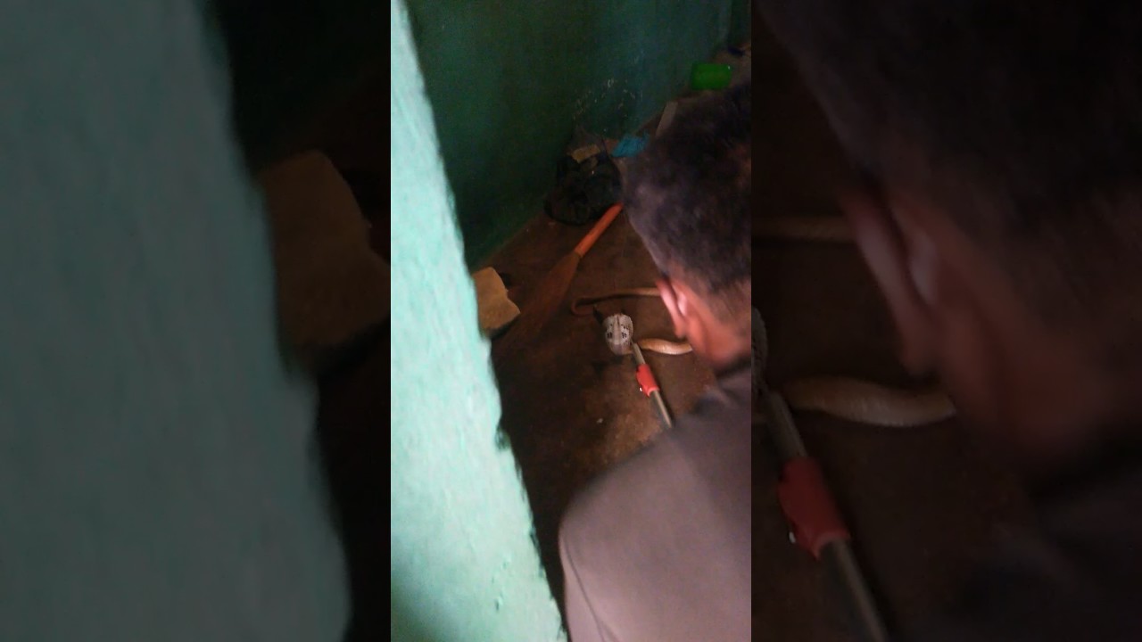 camera iphone 8 plus apk 16/05/2017 no.1 spectacled cobra while rescued.