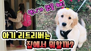 언니가 학교가면 아기강아지는 집에서 뭐할까 아기리트리버 로제의 하루 VLOG / (유기견 입양하기 유기견 입양하는 방법)  │헬로음이유니