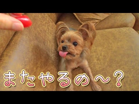 【ヨークシャテリア】頑張れ‼もう少しで習得だ⁉【Yorkshire Terrier】