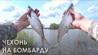 Рыбалка на бомбарду.  Крупная чехонь.  Река зай. Не зря остался на второй день.