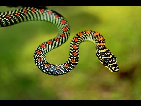 Vídeo: cobras voadoras pulam em árvores e viram um enigma para