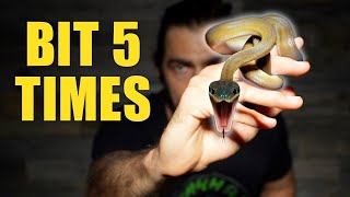 Unboxing My Dream Snake…It Bit Me 5 Times 🐍