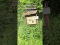 #ghost #horror #ghostarea #para #natur #subscribe #scary #paranormal #horrorshorts #fypシ゚  #foryou
