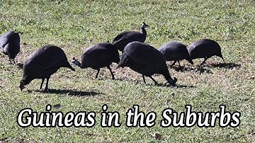 Guinea Fowl, Egyptian Geese and Hadada Ibises in a South African Suburb