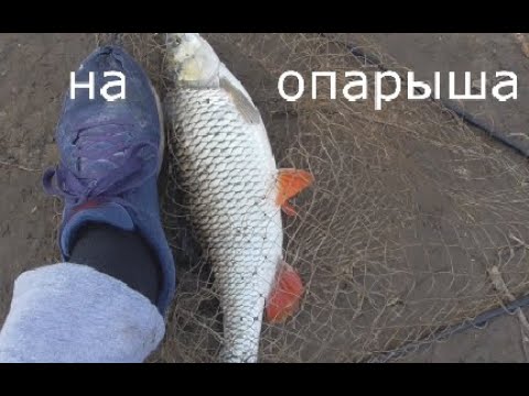 ОГРОМНЫЙ ГОЛАВЛЬ НА