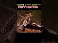 ヒョウとラーテルの対決――壮絶すぎる命懸けの死闘！