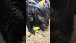Happy 8th Birthday Mawenzi!