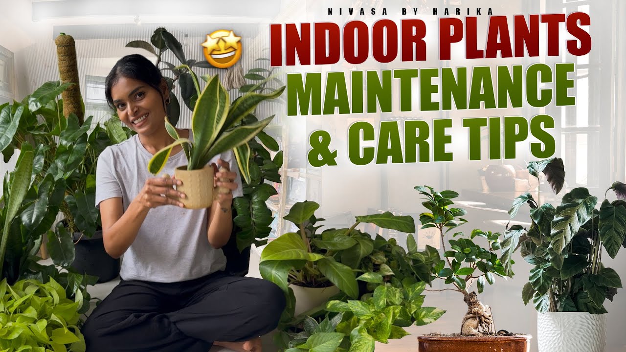ఇండోర్ Plants ఎలా పెంచాలో  చూద్దామా 🪴|| Best Low light Plants, Watering, Fertilizing & More! 🌱