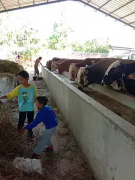 Bocil Ngasih Makan Sapi2 Jumbo Di kandang UD.AMM 🐂🐄