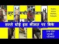 पटियाला नाभा घोड़ा बाज़ार के सस्ते घोड़े Cheap Horses Price In Nabha Horse Market , India