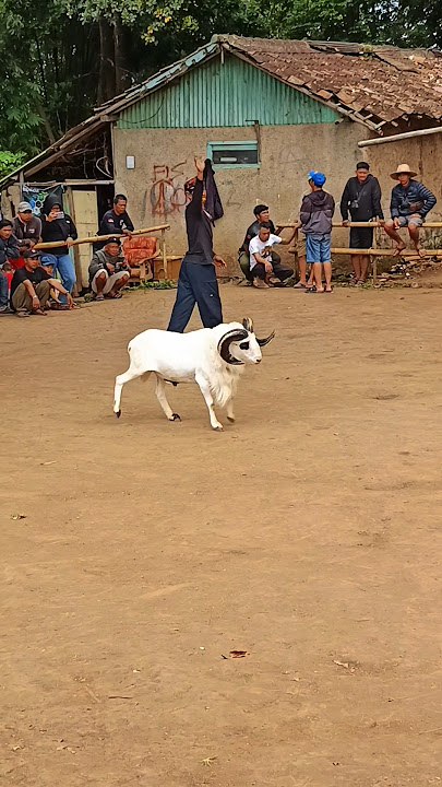 Gagah 😎 #domba #dombakontes #dombagarut #cungurfotret #sukadomba #goat