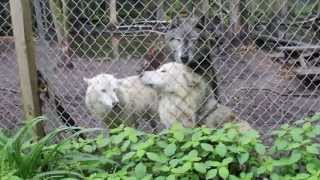 Famous Wolves displaying dominance Net Worth