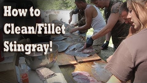 How To Clean / Fillet a Stingray for cooking / eating!