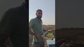 En Verimli Arı Irkı Hangisi