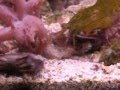 Gonodactylus chiragra vs crab the winner is