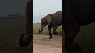 The Mighty Giants of Amboseli 🇰🇪#shortsvideo #wildlife #kenya #elephant