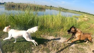 Giant Handsome Cane Corso Goes Skinny Dipping In Marsh | Hank