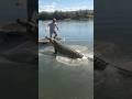 #arabic #arabicmusic Crocodile And Trampoline #shorts #dhurandhar #behrain #flipperachi