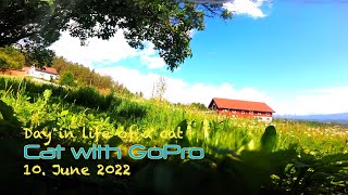 Cat with GoPro do a summer morning walk