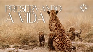 Por Que Devemos Cuidar dos Animais? | Mundo Animal | Origens