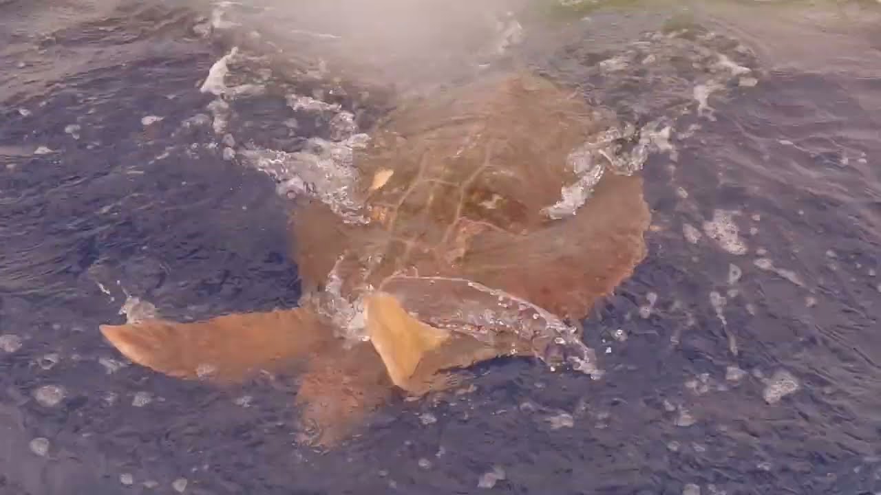 Loggerhead Turtle Saves Life Of Flying Fish Caught In Net 