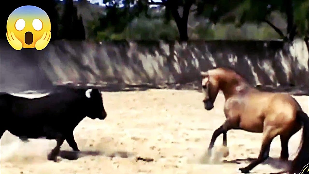 boi bravo rasgou cavalo com chifre! você não vai acreditar. 