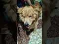 Cuties! #puppy #dog #cute #adorable #love #pets #dogvideos #dogshorts #shorts #fyp #music #brother