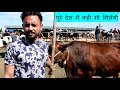 CROSS BREED SAHIWAL COW WITH 35 LITRE MILK RECORD AT JAGRAON MANDI
