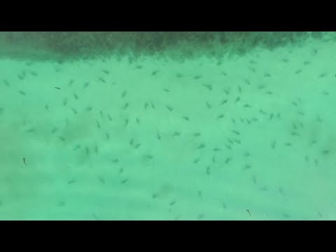 Video: Ho Incontrato Due Pesci Giganti Nella Baia Di Corniola In Crimea, Koktebel - Visualizzazione Alternativa