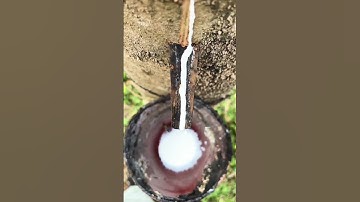 Rubber Tree Harvest Satisfying Process#rubber #asmr #farmer #oddlysatisfying