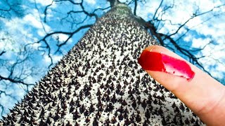 10 Most Dangerous Trees You Should Never Touch