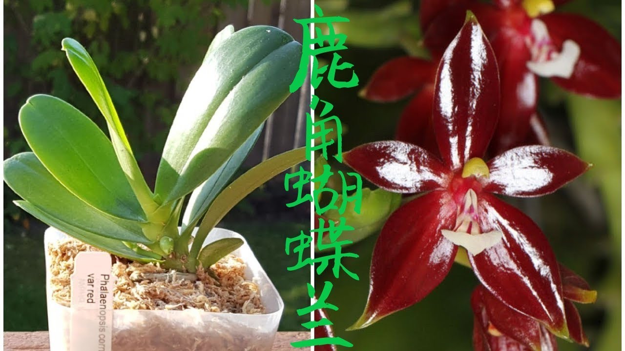 原生种鹿角蝴蝶兰phalaenopsis Cornu Cervi Red Youtube