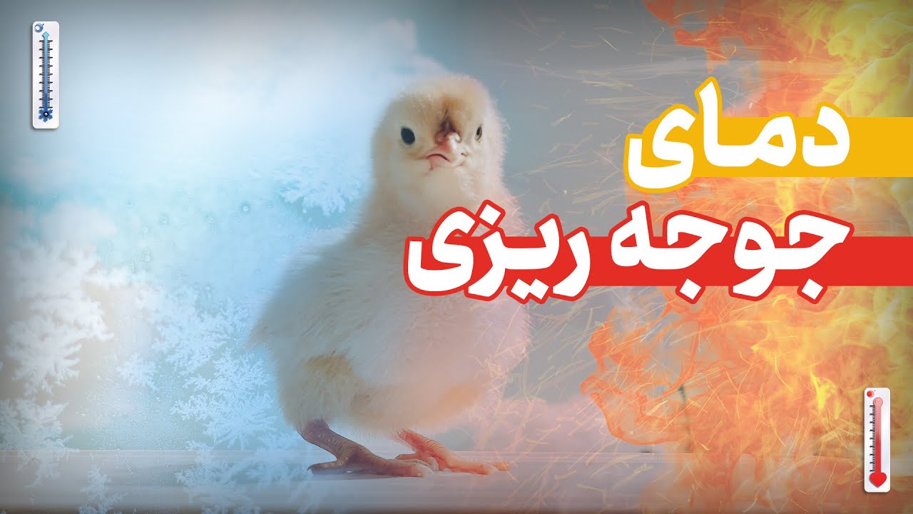 دمای مناسب برای ورود جوجه گوشتی در سالن مرغداری