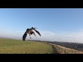 Woody the Harris hawk looses telemetry and bell
