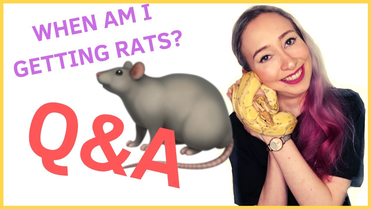 python morphological closing WHATS MY FAVOURITE SNAKE & WHEN AM I GETTING RATS? | Ask Anacondriac