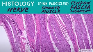 Nerve vs Smooth Muscle vs Dense Regular Connective Tissue (tendon fascia ligament) Histology Anatomy