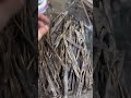 #agarwood #agar #oudh #ator #house #nature #beautiful