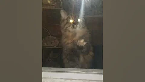 Video 4508241: persian maine coon mix, persian kittens maine coon, breed kitten, kittens rare