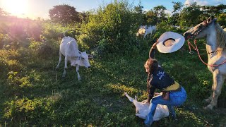 A VACA BRAVA VEIO PARA CIMA DE MIM COM TUDO! Passei o chapéu na cara dela, foi por pouco.