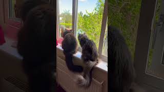 Maine Coon Mania: Bird watching duo #shorts