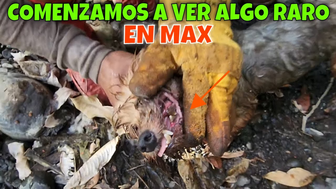 ⁣Llegamos al lugar de las antigüedades soterradas por más de 500 años. Max esta en peligro. Parte 22