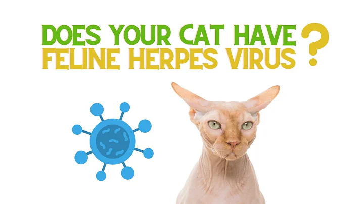 Does your Cat have Herpes??