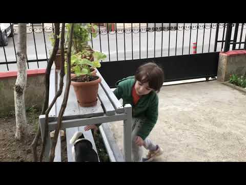 Can Zorlu Parkurda Yaralandı eline kıymık battı - Eğlenceli Çocuk Videosu