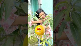 Ninni Ne Tree Society Me Mango Tree Ko Dhundha