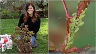 How to Control Aphids! ‍♀// Garden Answer