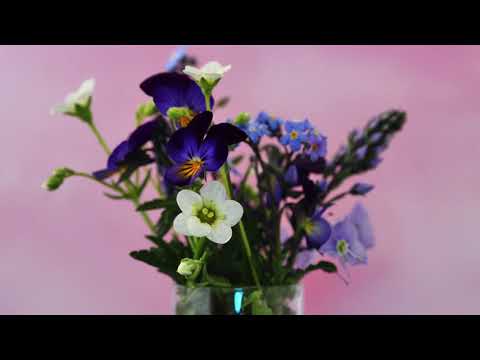 Du hast mich stark gemacht | Helene Fischer (Ilona Schuster Cover)