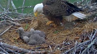 Download Lagu #baldeagle SE3#78 Review birds life in their nest #birdsnest #birdsounds #birdslovers MP3 Download Lagu #baldeagle SE3#78 Review birds life in their nest #birdsnest #birdsounds #birdslovers MP3